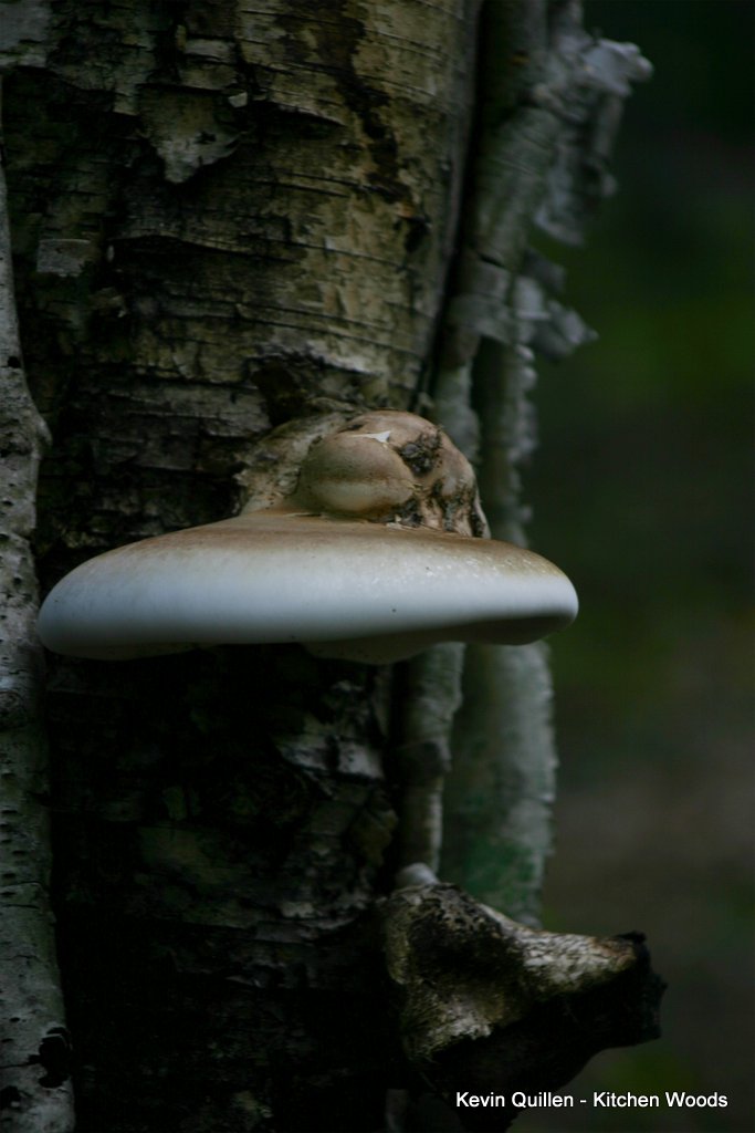 Fungus on Birch Tree - #5
